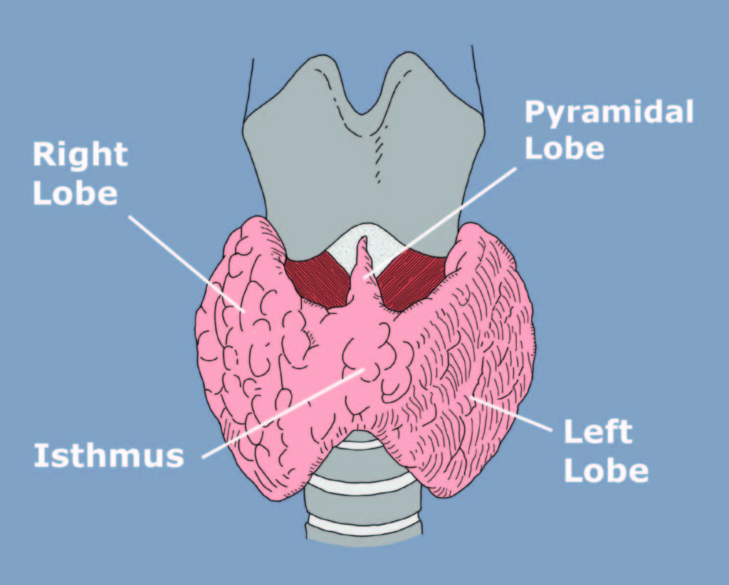 Thyroid Anatomy & Physiology - Miami Endocrine Surgery