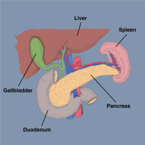 Pancreas Diagram